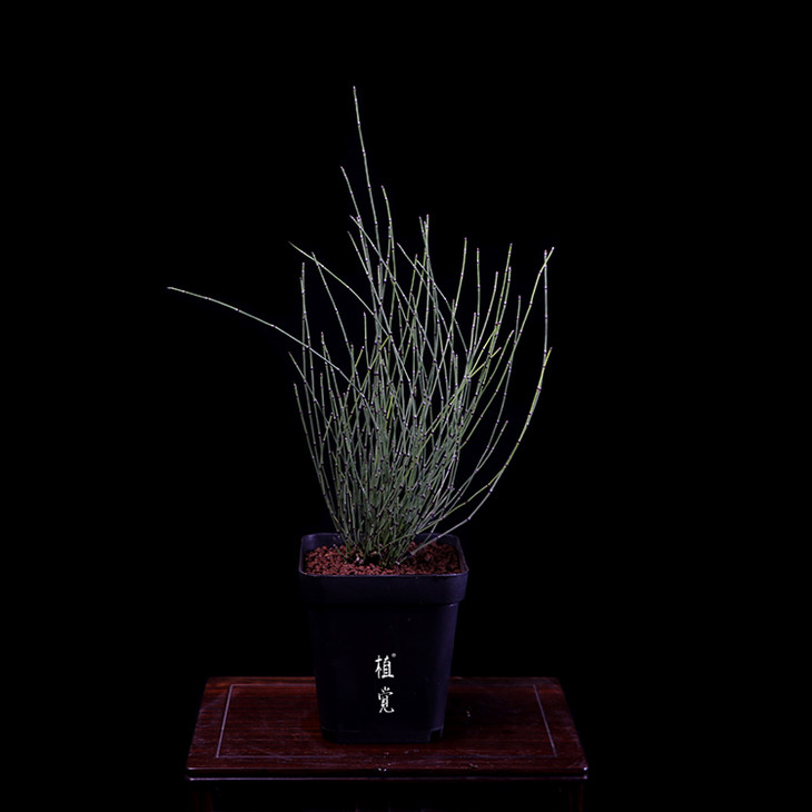 植觉 绿植山野素材桌面绿植【姬木贼】