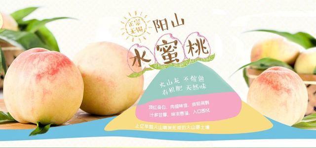 【阳山桃王 单果8两 限量预售 7月2号发货【阳山白凤桃王水蜜桃】