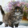 缅因猫纯种幼猫缅因库恩猫上海猫舍铲屎公社猫咪活体 商品缩略图3