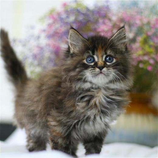 缅因猫纯种幼猫缅因库恩猫上海猫舍铲屎公社猫咪活体 商品图3