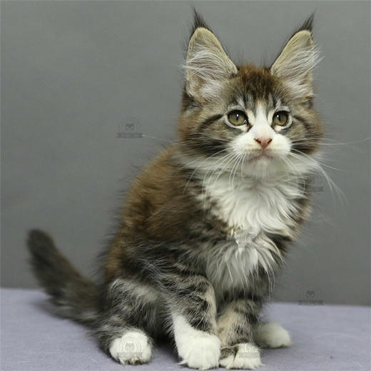 缅因猫纯种幼猫缅因库恩猫上海猫舍铲屎公社猫咪活体 商品图4