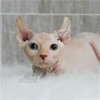 加拿大无毛猫幼猫活体纯种斯芬克斯猫 精品繁育CFA猫舍 比鲁斯猫 商品缩略图0