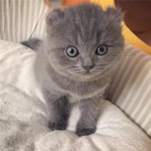 美国卷耳猫 蓝猫 宠物猫 纯种猫 短毛猫 商品图3