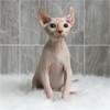 加拿大无毛猫幼猫活体纯种斯芬克斯猫 精品繁育CFA猫舍 比鲁斯猫 商品缩略图4