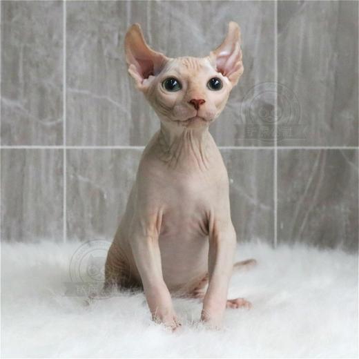 加拿大无毛猫幼猫活体纯种斯芬克斯猫 精品繁育CFA猫舍 比鲁斯猫 商品图4