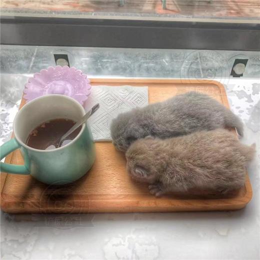 美国卷耳猫 蓝猫 宠物猫 纯种猫 短毛猫 商品图1