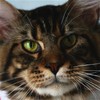 缅因猫纯种幼猫缅因库恩猫上海猫舍铲屎公社猫咪活体 商品缩略图0