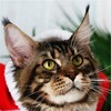 缅因猫纯种幼猫缅因库恩猫上海猫舍铲屎公社猫咪活体 商品缩略图2