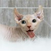 加拿大无毛猫幼猫活体纯种斯芬克斯猫 精品繁育CFA猫舍 比鲁斯猫 商品缩略图2