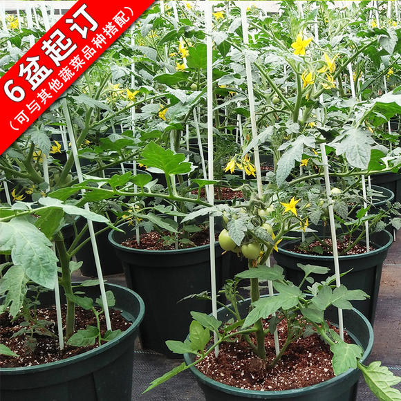 方寸鲜知 | 生态盆栽蔬菜【茄果类】基地直配,六盆起定,盆土回收