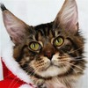 缅因猫纯种幼猫缅因库恩猫上海猫舍铲屎公社猫咪活体 商品缩略图1