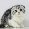美短 美短猫 起司猫 美国短毛猫 美短加白 美短猫活体 猫舍直营 商品缩略图4