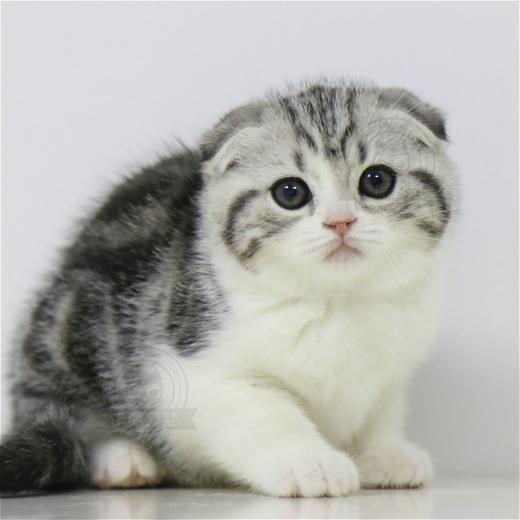美短 美短猫 起司猫 美国短毛猫 美短加白 美短猫活体 猫舍直营 商品图4