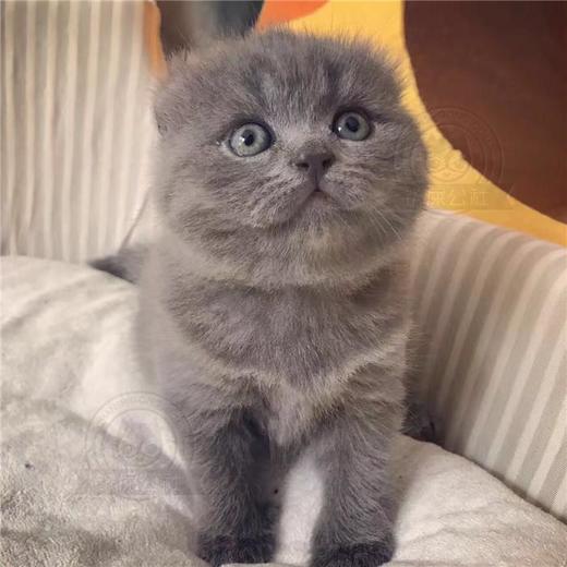 美国卷耳猫 蓝猫 宠物猫 纯种猫 短毛猫 商品图2