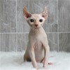 加拿大无毛猫幼猫活体纯种斯芬克斯猫 精品繁育CFA猫舍 比鲁斯猫 商品缩略图1