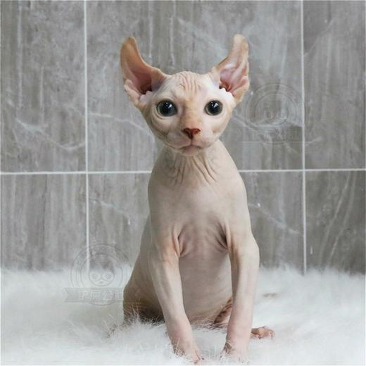 加拿大无毛猫幼猫活体纯种斯芬克斯猫 精品繁育CFA猫舍 比鲁斯猫 商品图1