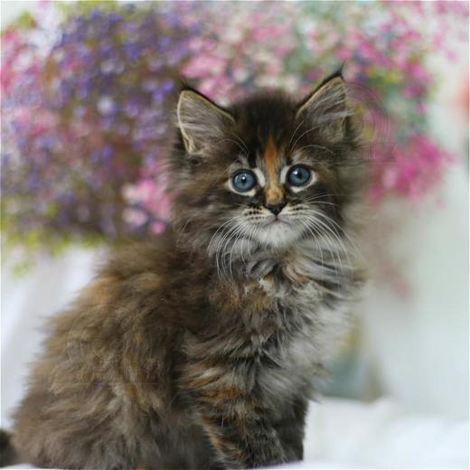 缅因猫纯种幼猫缅因库恩猫上海猫舍铲屎公社猫咪活体 商品图2