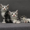 美短 美短猫 起司猫 美国短毛猫 美短加白 美短猫活体 猫舍直营 商品缩略图4