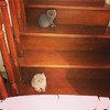 美国卷耳猫 蓝猫 宠物猫 纯种猫 短毛猫 商品缩略图4