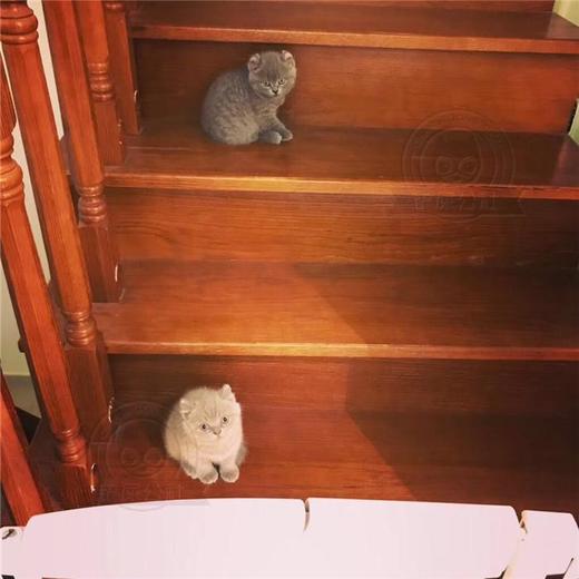 美国卷耳猫 蓝猫 宠物猫 纯种猫 短毛猫 商品图4