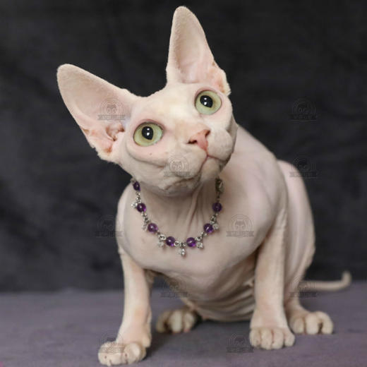 加拿大无毛猫幼猫活体纯种斯芬克斯猫铲屎公社精品繁育CFA猫舍 商品图1