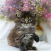 缅因猫纯种幼猫缅因库恩猫上海猫舍铲屎公社猫咪活体 商品缩略图1