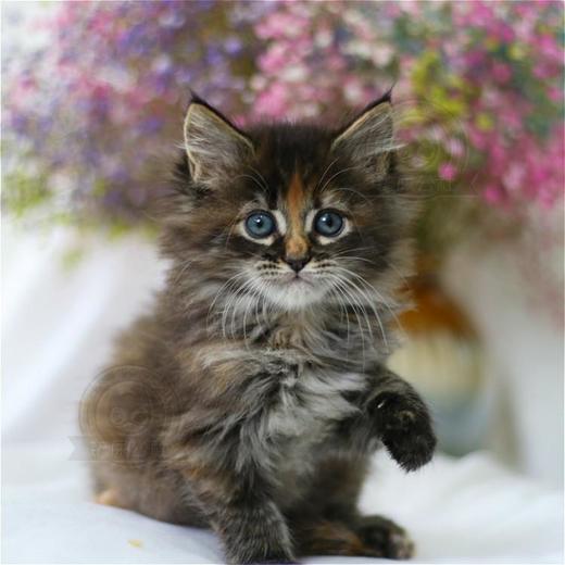 缅因猫纯种幼猫缅因库恩猫上海猫舍铲屎公社猫咪活体 商品图1