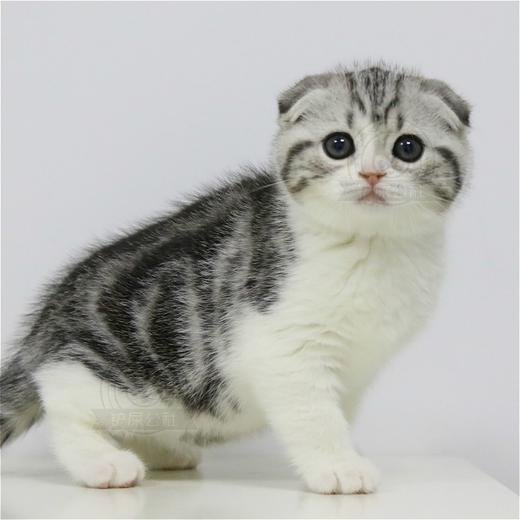 美短 美短猫 起司猫 美国短毛猫 美短加白 美短猫活体 猫舍直营 商品图2