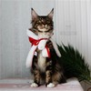 缅因猫纯种幼猫缅因库恩猫上海猫舍铲屎公社猫咪活体 商品缩略图4