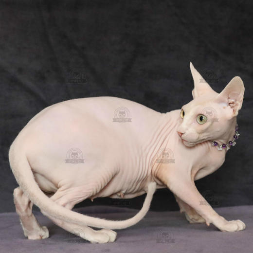 加拿大无毛猫幼猫活体纯种斯芬克斯猫铲屎公社精品繁育CFA猫舍 商品图3