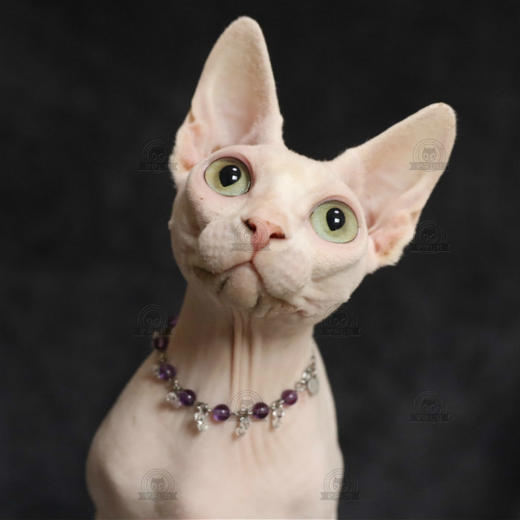 加拿大无毛猫幼猫活体纯种斯芬克斯猫铲屎公社精品繁育CFA猫舍 商品图0