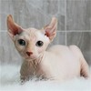 加拿大无毛猫幼猫活体纯种斯芬克斯猫 精品繁育CFA猫舍 比鲁斯猫 商品缩略图3