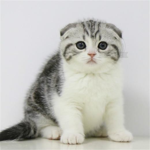 美短 美短猫 起司猫 美国短毛猫 美短加白 美短猫活体 猫舍直营 商品图0