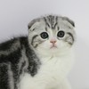 美短 美短猫 起司猫 美国短毛猫 美短加白 美短猫活体 猫舍直营 商品缩略图3