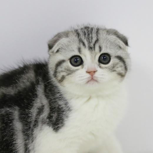 美短 美短猫 起司猫 美国短毛猫 美短加白 美短猫活体 猫舍直营 商品图3