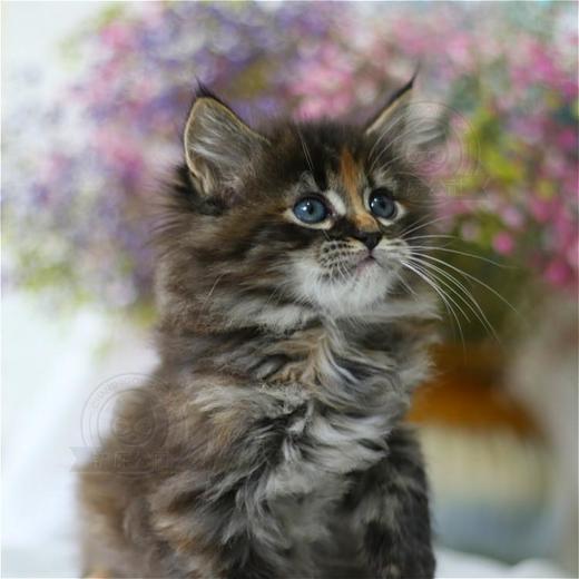 缅因猫纯种幼猫缅因库恩猫上海猫舍铲屎公社猫咪活体 商品图4