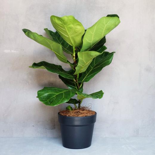 INS植物网红－琴叶榕 商品图0