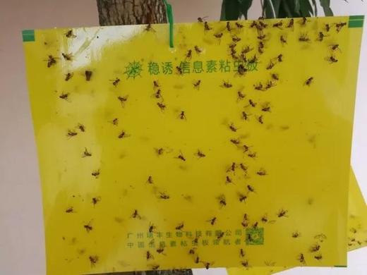 实蝇信息素粘虫板 商品图1
