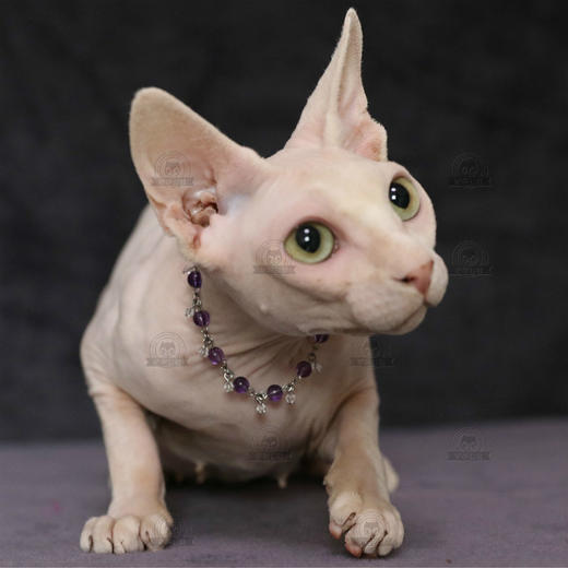 加拿大无毛猫幼猫活体纯种斯芬克斯猫铲屎公社精品繁育CFA猫舍 商品图2