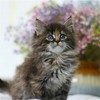 缅因猫纯种幼猫缅因库恩猫上海猫舍铲屎公社猫咪活体 商品缩略图0