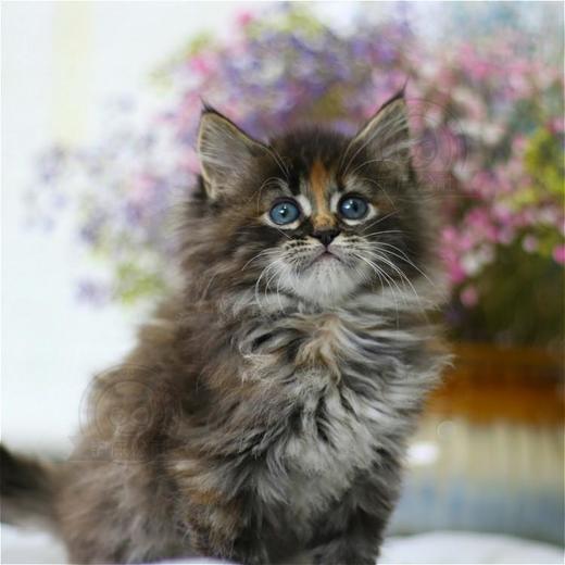缅因猫纯种幼猫缅因库恩猫上海猫舍铲屎公社猫咪活体 商品图0