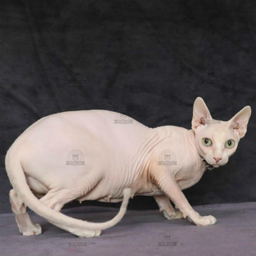 加拿大无毛猫幼猫活体纯种斯芬克斯猫铲屎公社精品繁育CFA猫舍 商品图4