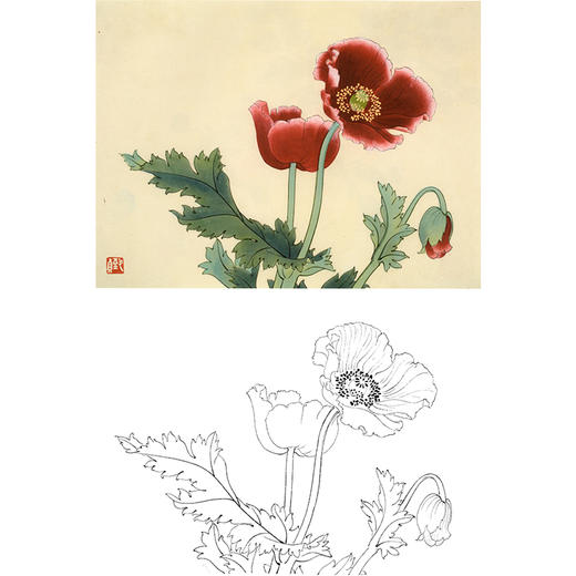 俞致贞工笔花鸟白描底稿-花卉《罂粟花》-斗方小品册页-JV57 商品图0