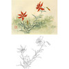 俞致贞工笔花鸟白描底稿-花卉《山丹丹》-斗方小品册页-JV48 商品缩略图0