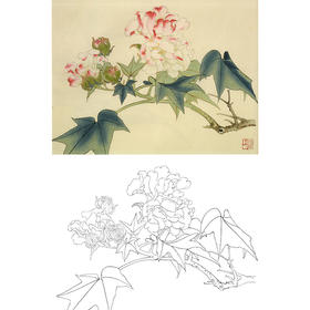 俞致贞工笔花鸟白描底稿-芙蓉花《木芙蓉》-斗方小品册页-JV47