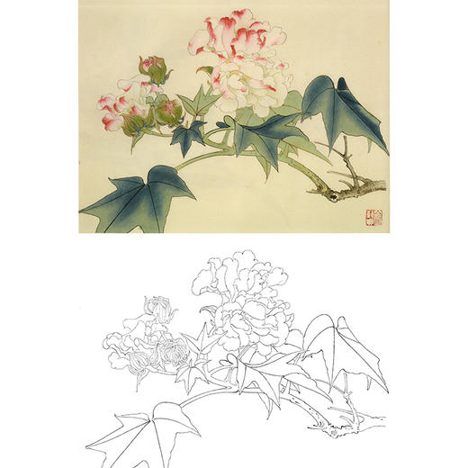 俞致贞工笔花鸟白描底稿-芙蓉花《木芙蓉》-斗方小品册页-JV47 商品图0
