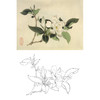 俞致贞工笔花鸟白描底稿-花卉《栀子花》-斗方小品册页-JV55 商品缩略图0