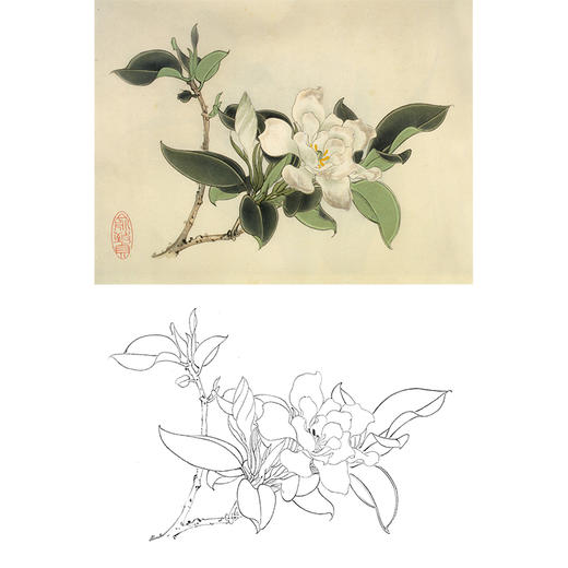 俞致贞工笔花鸟白描底稿-花卉《栀子花》-斗方小品册页-JV55 商品图0