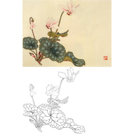俞致贞工笔花鸟白描底稿-花卉《仙客来》-斗方小品册页-JV54 商品图0