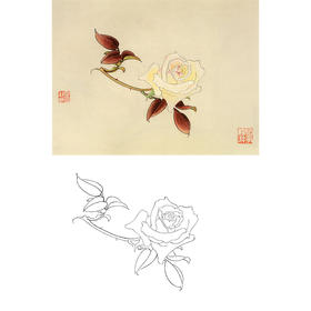俞致贞工笔花鸟白描底稿-花卉月季花-斗方小品册页-JV58